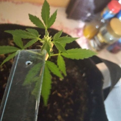 Chalupas growlog photo: Altura 16 cm 
Numero de hojas 6
Largo de la hoja 4cm