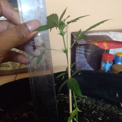 Chalupas growlog photo: Altura 16 cm 
Numero de hojas 6
Largo de la hoja 4cm