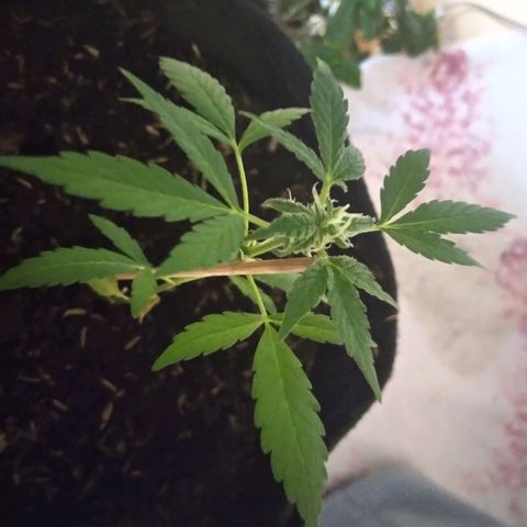 Chalupas growlog timeline photo