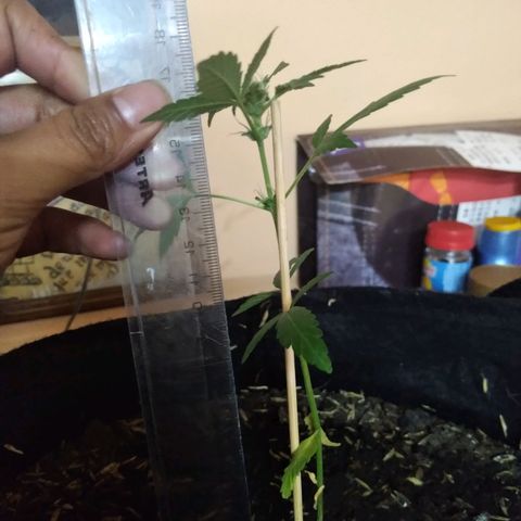 Chalupas growlog photo: Altura 15 cm
Numero de hojas 6 cm