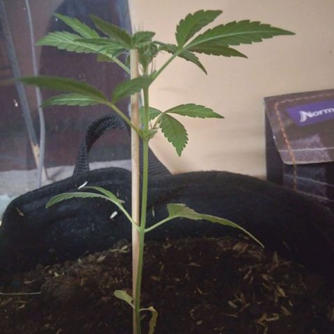 Chalupas growlog timeline photo