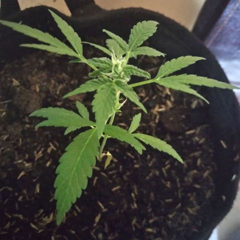 Chalupas growlog timeline photo