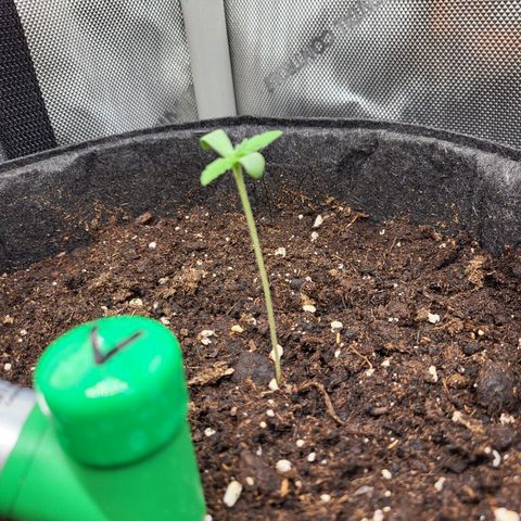 Sweet ZZ Auto growlog timeline photo