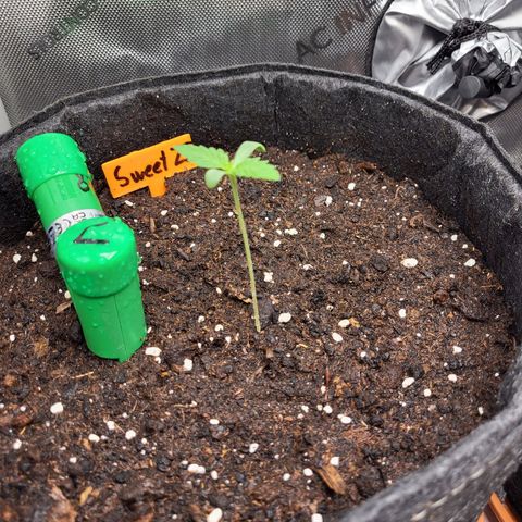 Sweet ZZ Auto growlog timeline photo