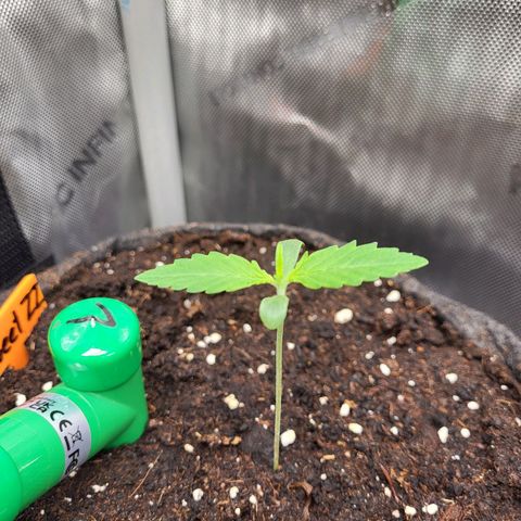 Sweet ZZ Auto growlog timeline photo