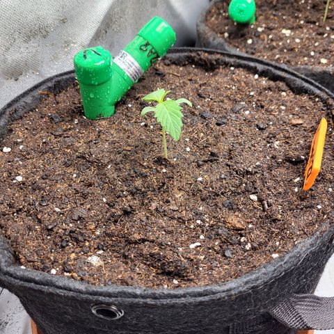 Sweet ZZ Auto growlog timeline photo