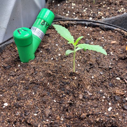 Sweet ZZ Auto growlog timeline photo