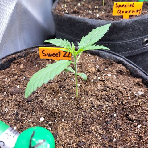 Sweet ZZ Auto growlog timeline photo