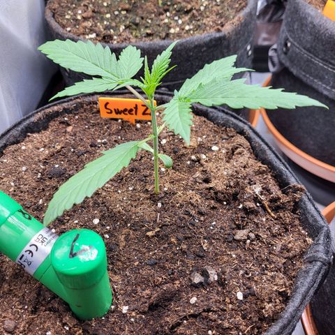 Sweet ZZ Auto growlog timeline photo