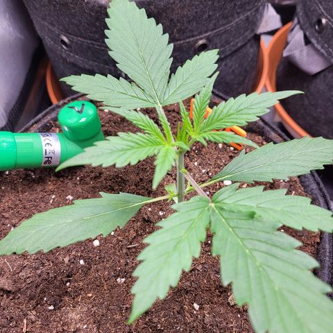 Sweet ZZ Auto growlog timeline photo