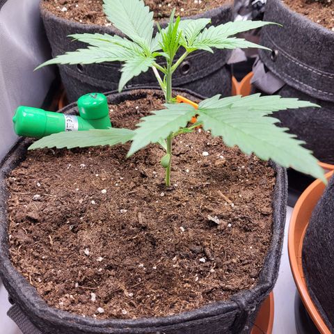 Sweet ZZ Auto growlog timeline photo
