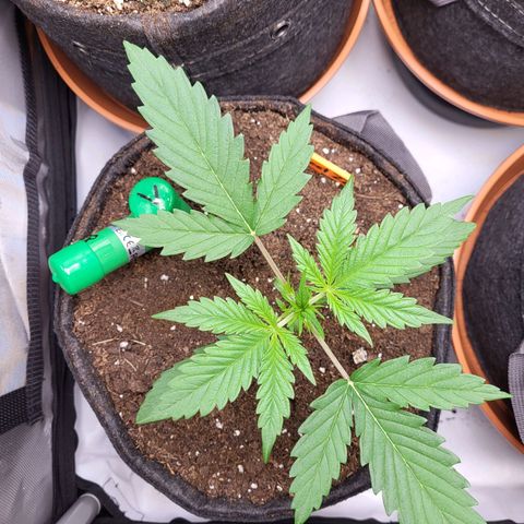 Sweet ZZ Auto growlog timeline photo