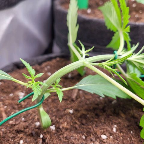 Sweet ZZ Auto growlog timeline photo