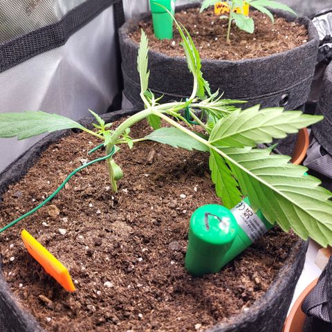 Sweet ZZ Auto growlog timeline photo
