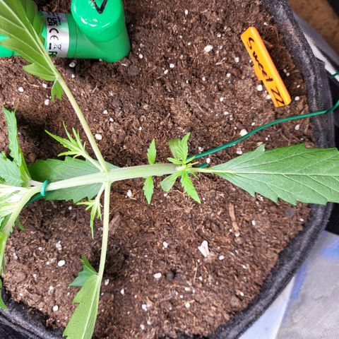 Sweet ZZ Auto growlog timeline photo