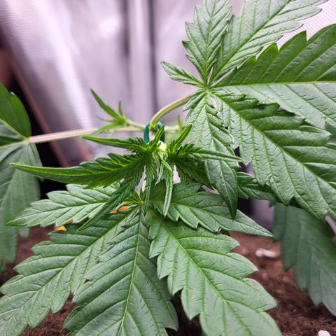 Sweet ZZ Auto growlog timeline photo