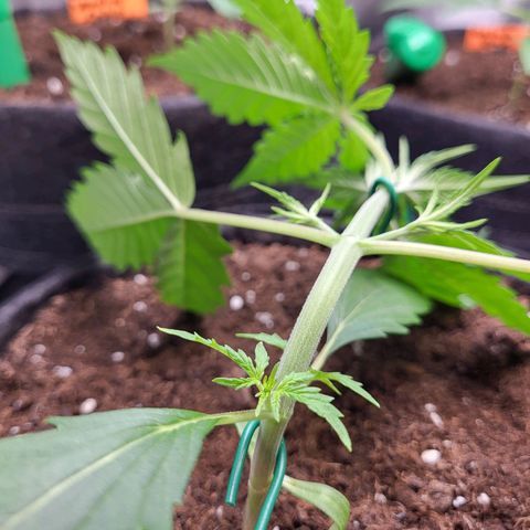 Sweet ZZ Auto growlog timeline photo