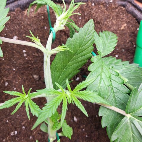 Sweet ZZ Auto growlog timeline photo