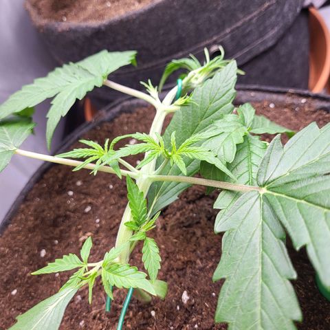 Sweet ZZ Auto growlog timeline photo