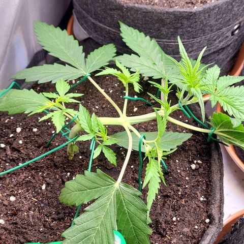 Sweet ZZ Auto growlog timeline photo