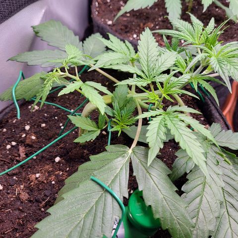 Sweet ZZ Auto growlog timeline photo