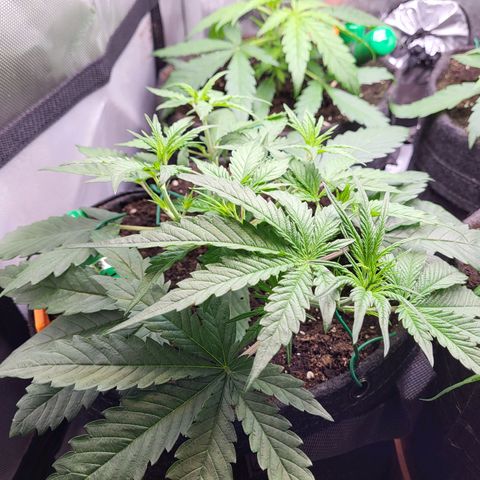 Sweet ZZ Auto growlog timeline photo