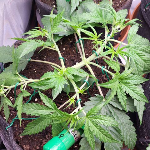 Sweet ZZ Auto growlog timeline photo