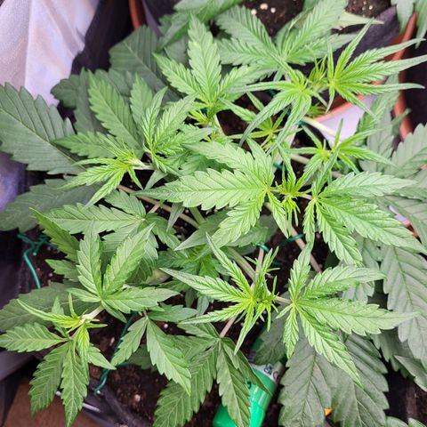 Sweet ZZ Auto growlog timeline photo