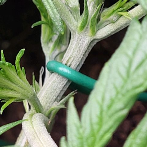 Sweet ZZ Auto growlog timeline photo