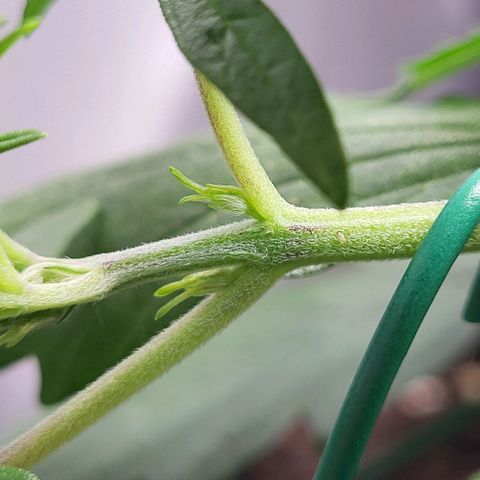 Sweet ZZ Auto growlog timeline photo