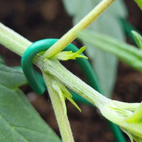 Sweet ZZ Auto growlog timeline photo