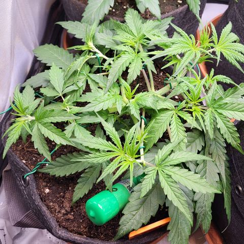 Sweet ZZ Auto growlog timeline photo
