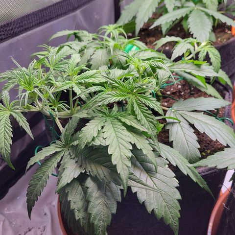 Sweet ZZ Auto growlog timeline photo