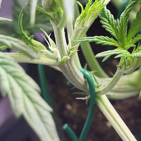 Sweet ZZ Auto growlog timeline photo