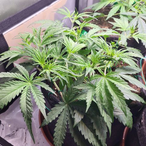 Sweet ZZ Auto growlog timeline photo