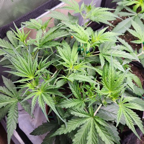 Sweet ZZ Auto growlog timeline photo