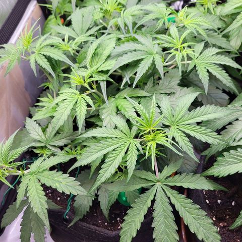 Sweet ZZ Auto growlog timeline photo
