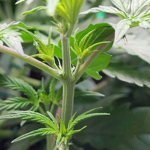 Sweet ZZ Auto growlog timeline photo