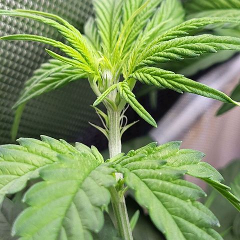 Sweet ZZ Auto growlog timeline photo