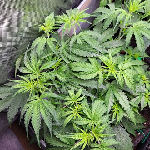 Sweet ZZ Auto growlog timeline photo