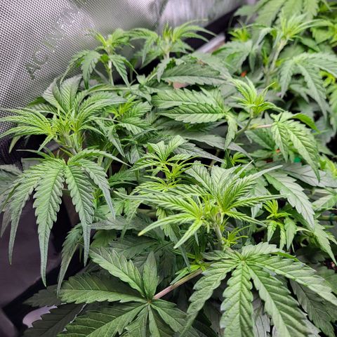 Sweet ZZ Auto growlog timeline photo