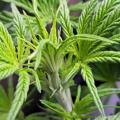 Sweet ZZ Auto growlog timeline photo