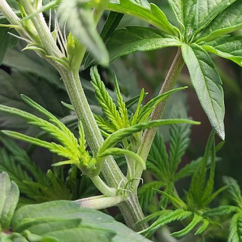 Sweet ZZ Auto growlog timeline photo