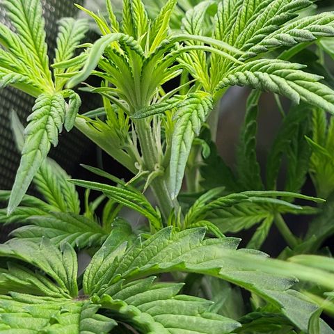 Sweet ZZ Auto growlog timeline photo