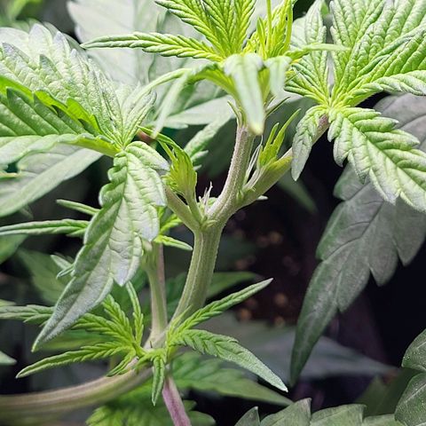 Sweet ZZ Auto growlog timeline photo