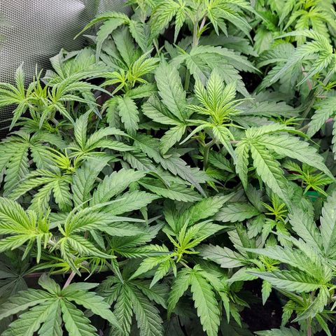 Sweet ZZ Auto growlog timeline photo