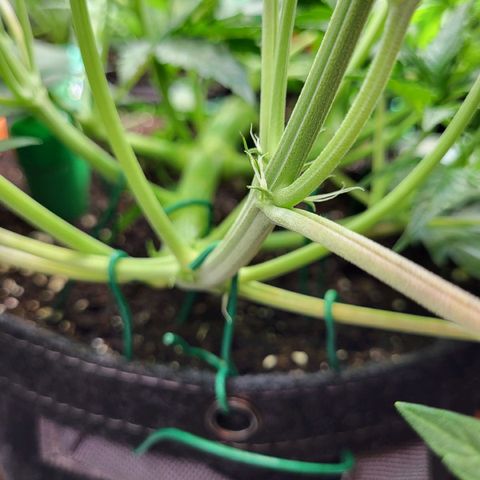 Sweet ZZ Auto growlog timeline photo