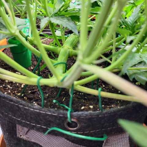 Sweet ZZ Auto growlog timeline photo
