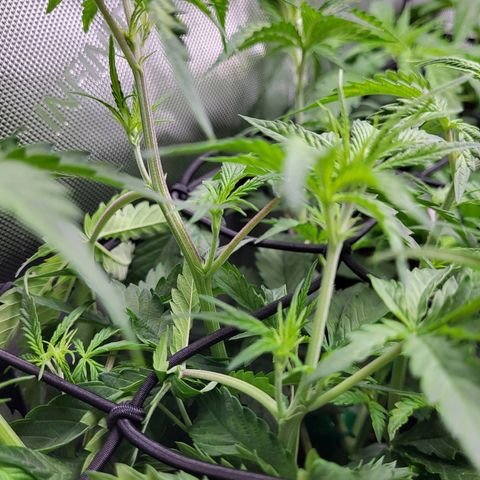 Sweet ZZ Auto growlog timeline photo