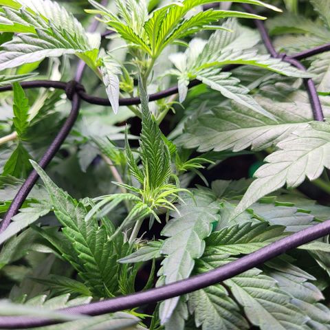 Sweet ZZ Auto growlog timeline photo